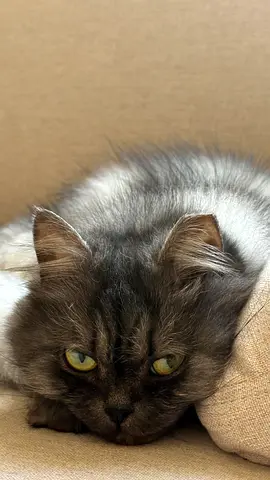 Cat for adoption
