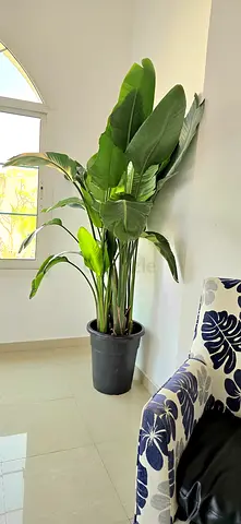 Large birds of paradise