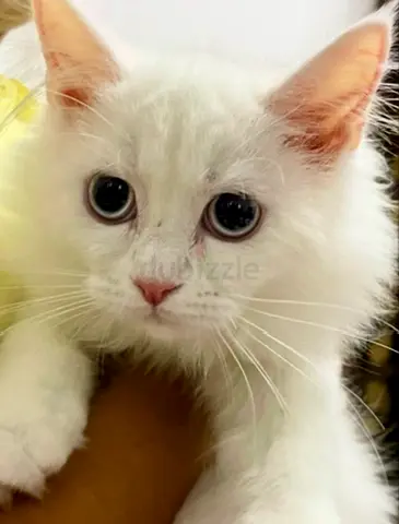 Persian kitten