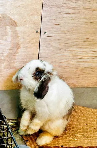 Young lop-eared rabbit - friendly, needs new home