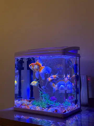 Fish stones filter light and tank for sale