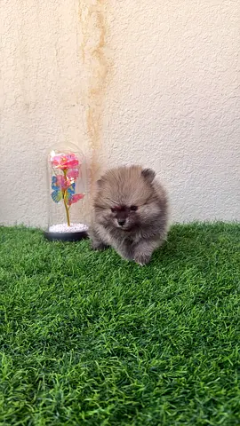 Tiny Pomeranian puppies