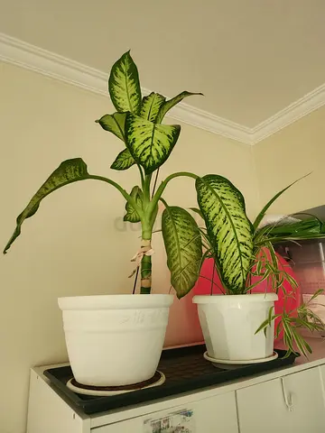 Dieffenbachia Plant