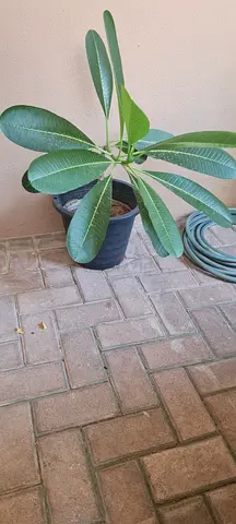 Healthy firangipani Plumeria plant with pot in excellent condition