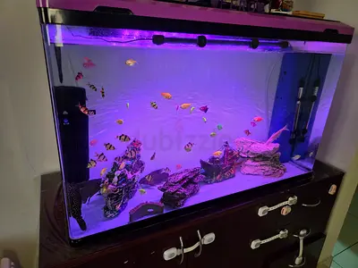 Fish tank
