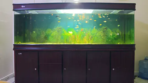 2meter Elegant Aquarium with Stand, accessories and fishes