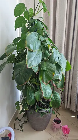 Plant