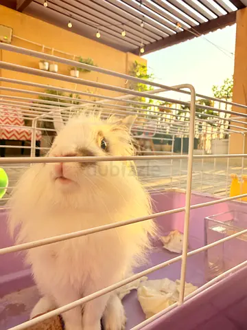 Lion Head Bunny