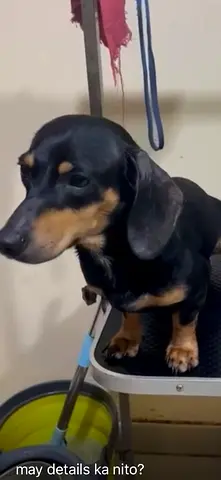 2-year-old Male Dachshund (Black  Tan) — Friendly, Needs New Home