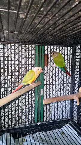 Pineapple  conure green conure