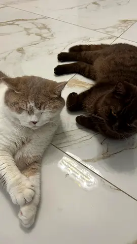 2 cats for free adoption