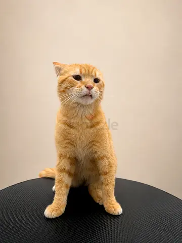 Beautiful british male cat for free adoption