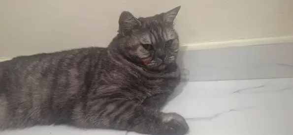 Cute british shorthair