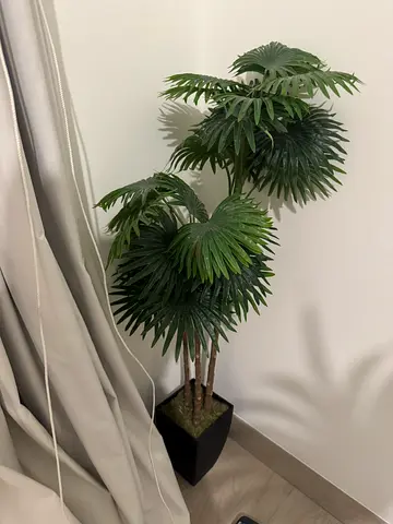 Plant for sale