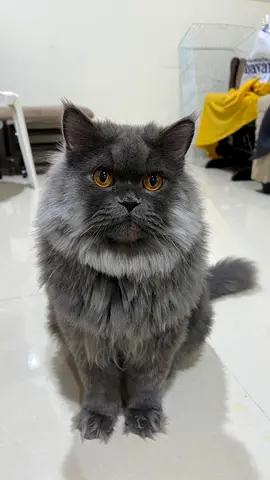 Persian cats for free adoption