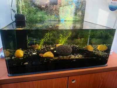 Small freshwater aquarium setup with filter and substrate