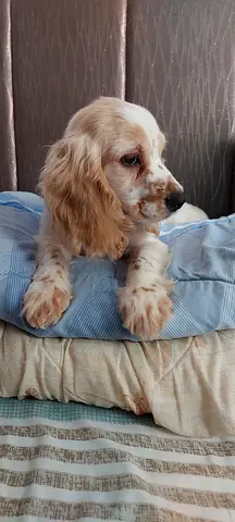 Purebred Spaniel Cocker Puppy Looking for a Loving Home! 🐾💕