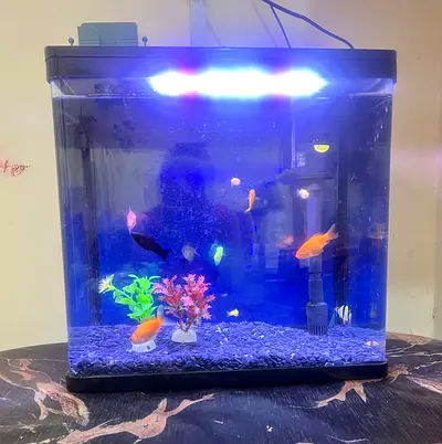 Complete 20L Aquarium with LED Light, Filter and Accessories