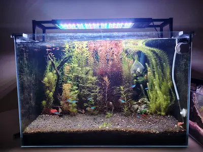 60cm Planted freshwater aquarium tank with LED light, filter and Co2 setup
