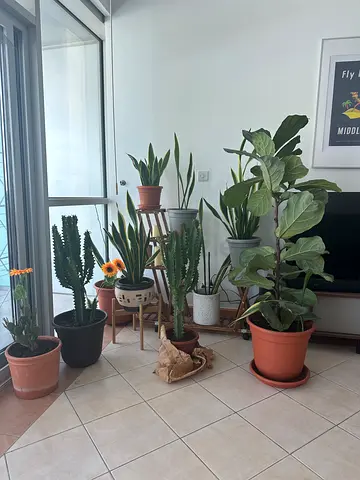 Collection of indoor potted plants (fiddle leaf fig, snake plants, cacti)