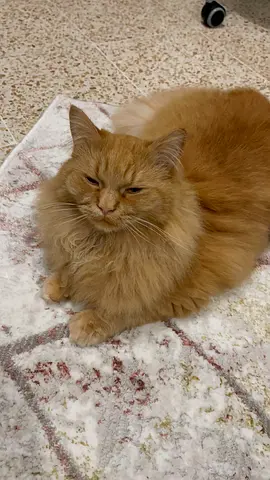 Friendly long-haired ginger cat available for adoption — SHERAZI