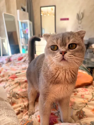 Cat Scottish fold