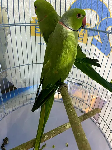 Indian parrot