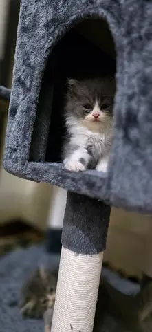 Cat for adoption