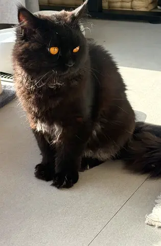 🐾 Male Shirazi Cat for Adoption 🐾
