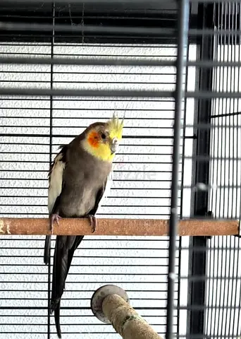 Free Adoption: Rescued Grey Cockatiel – Needs Companion (Al Quoz)