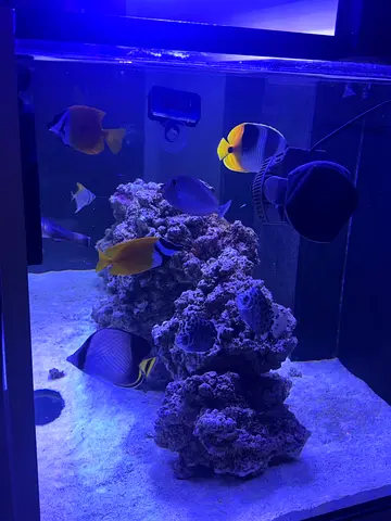 Waterbox Marine saltwater aquarium