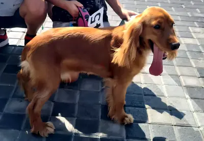 English cocker spanial for adoption