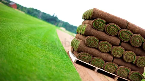 Fresh Turf Rolls / Sod - Ready to Lay (High Quality)