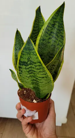 Dwarf Snake Plant - Indoor Plant