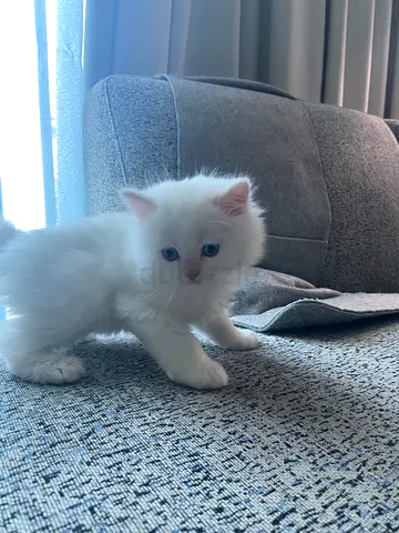 kittens