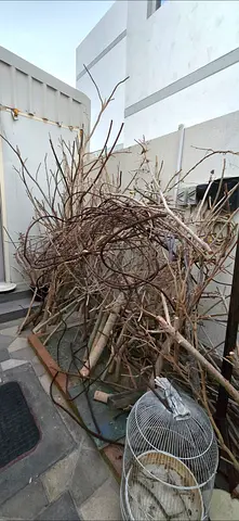 Large Collection of Dried Branches for Garden Decor / Crafting