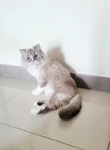 Cat free adoption