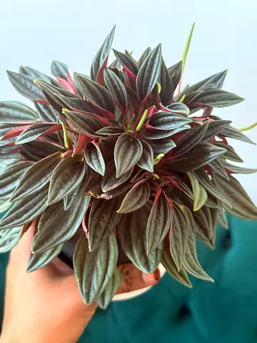 Plants