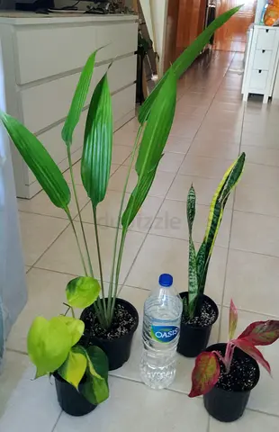 Take all 4 easy to take care  indoor plants Final price , last price , best price  60 dhs only