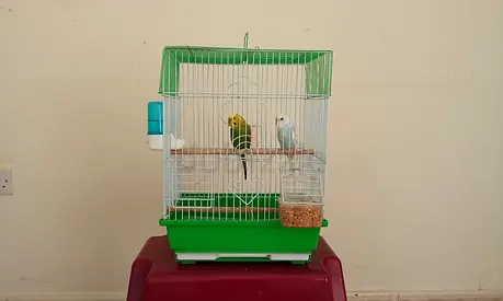 Small bird cage with two budgies and accessories