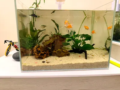 10L  Aquarium with volcano rock and Live Plants.