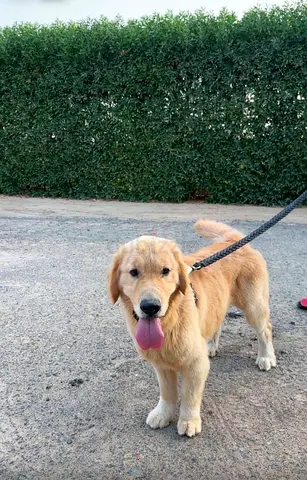 Golden retriever for free adoption