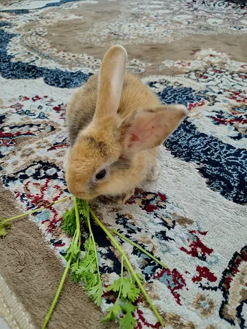 Small Rabbit for Free Adoption