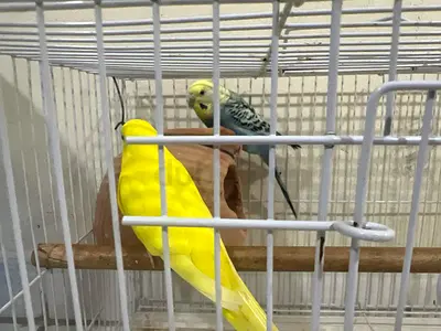 Free budgies with cage