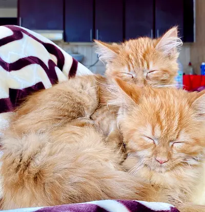 2 kittens for adoption