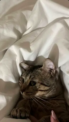 Cat adoption