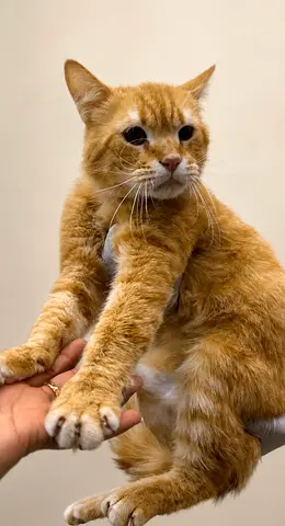 Beautiful british male cat for free adoption