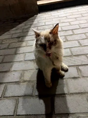 White cat Found near Rashidiya Ladies Park Ajman