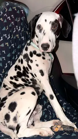 Young Dalmatian puppy looking for a new home