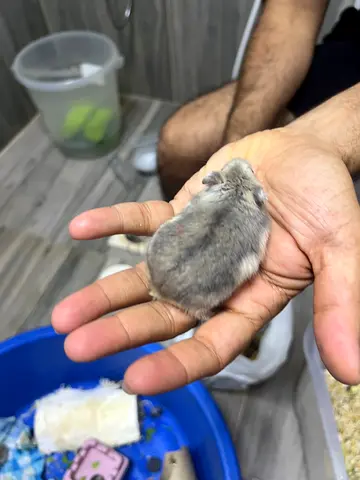 Hamster